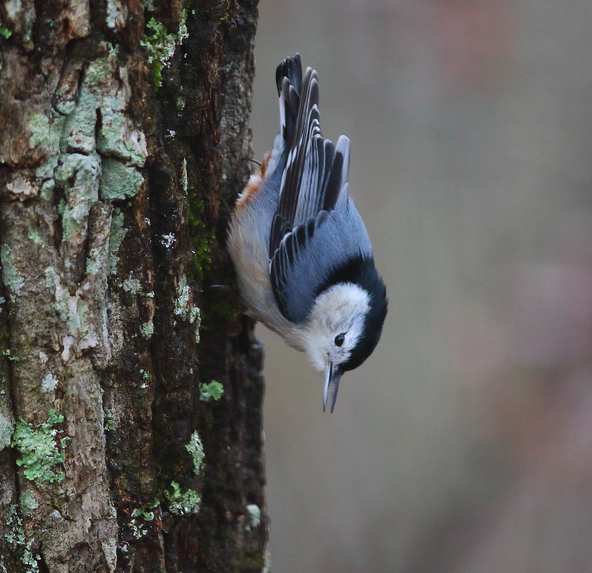 White-breasted Nuthatch - ML127786241