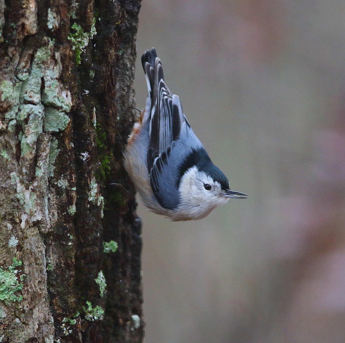 White-breasted Nuthatch - ML127786251