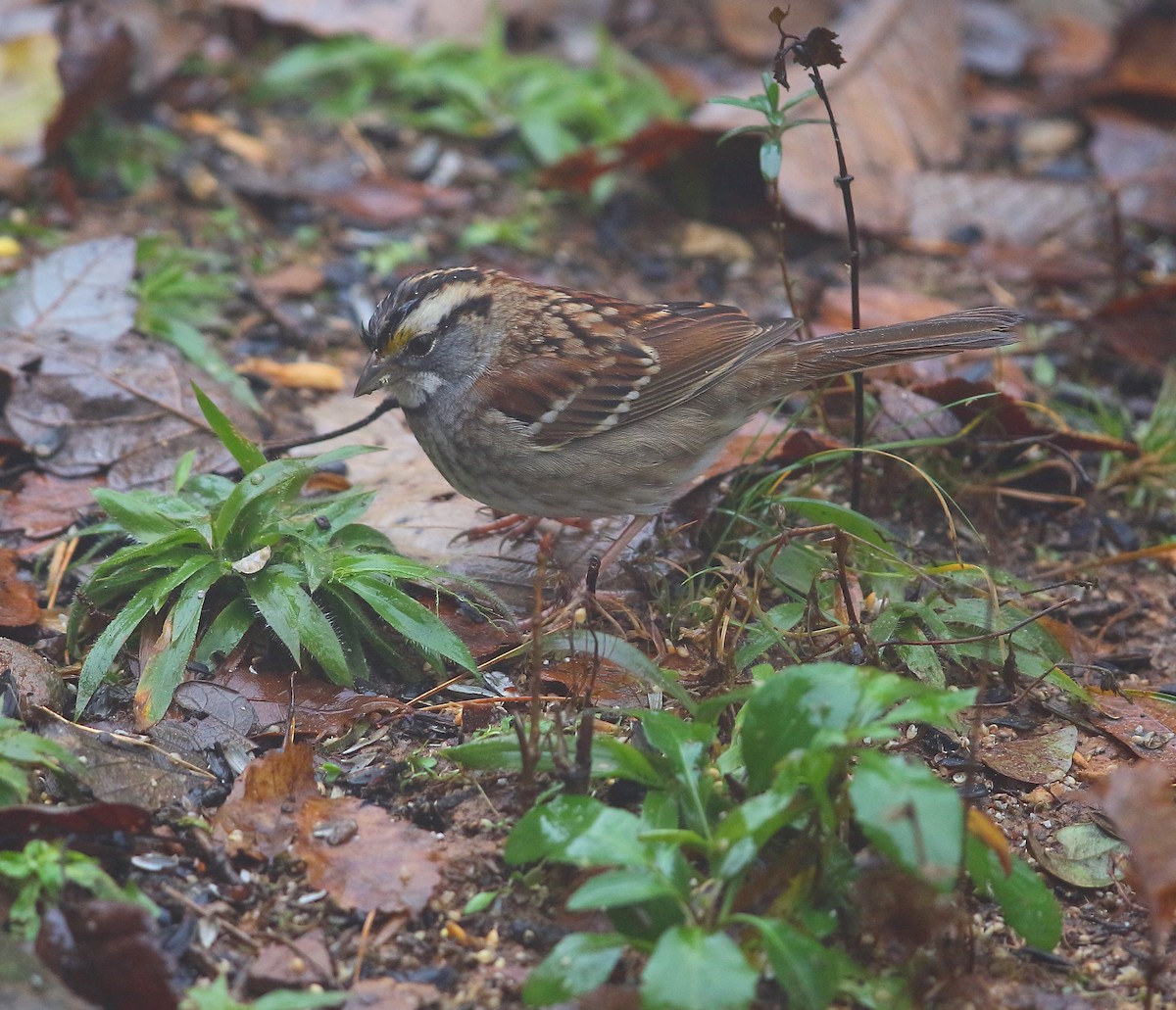 White-throated Sparrow - ML127786671