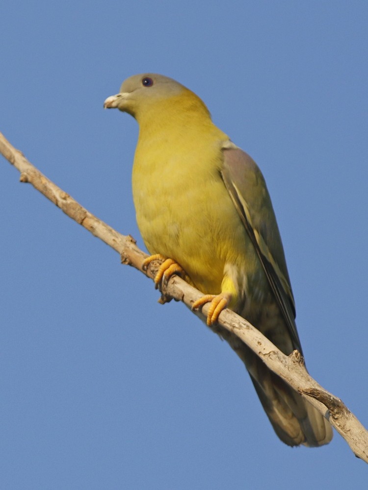 Yellow-footed Green-Pigeon - ML127788781