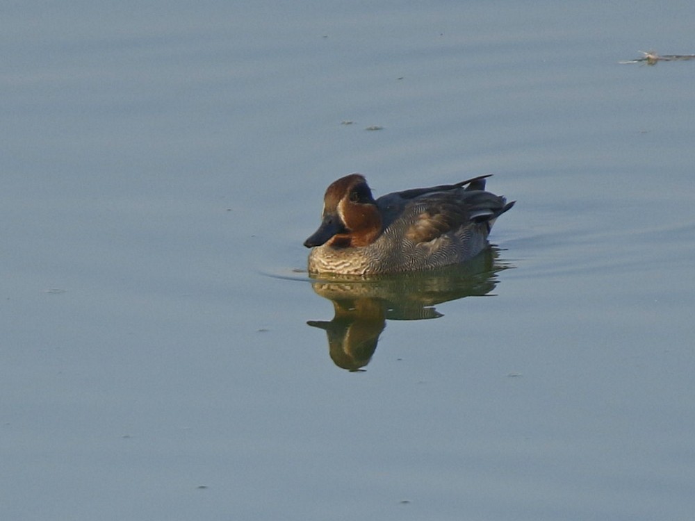 Green-winged Teal - ML127788891