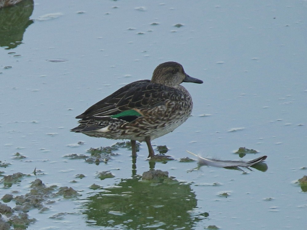 Green-winged Teal - ML127788901