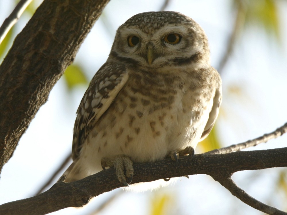 Spotted Owlet - ML127789001
