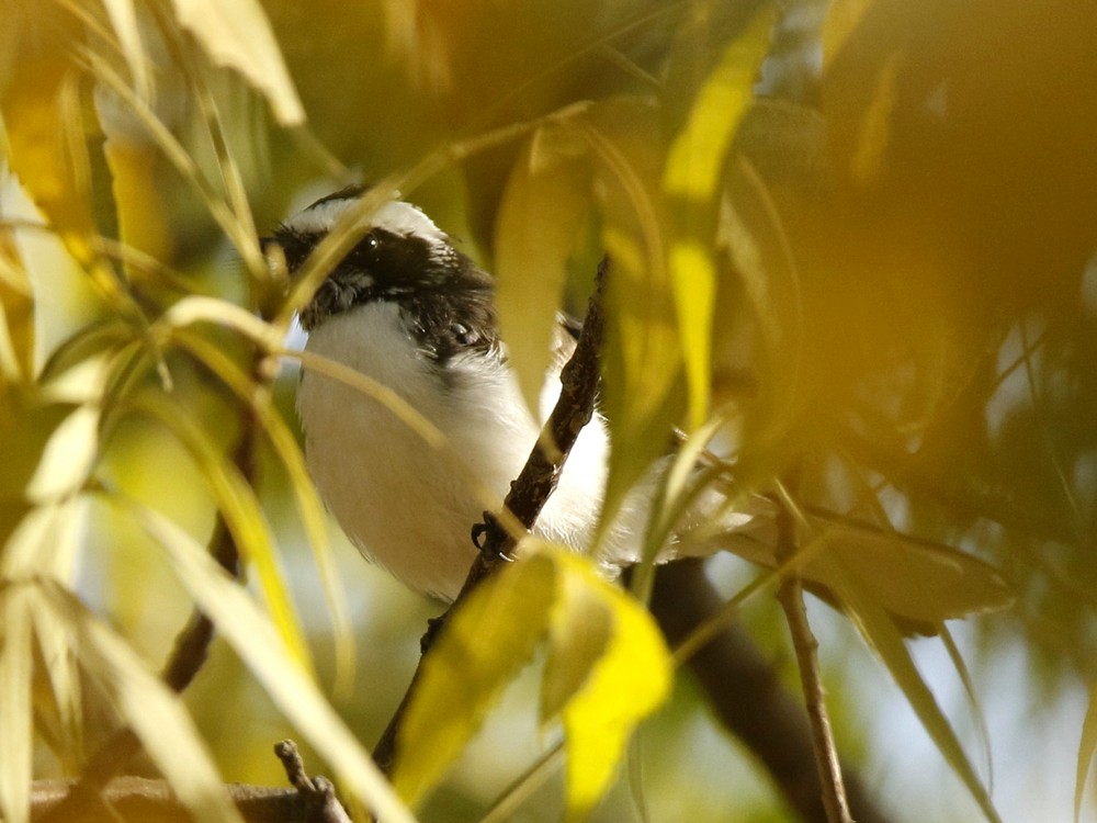 White-browed Fantail - ML127789021