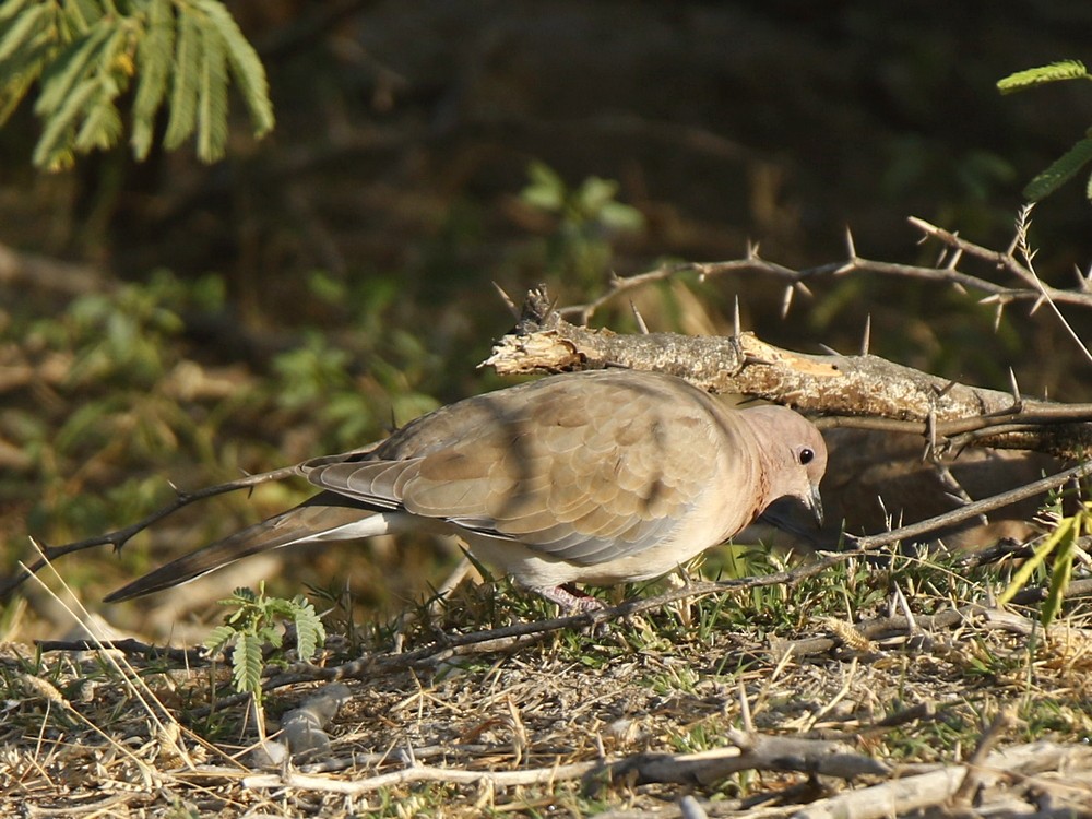 Laughing Dove - ML127789071