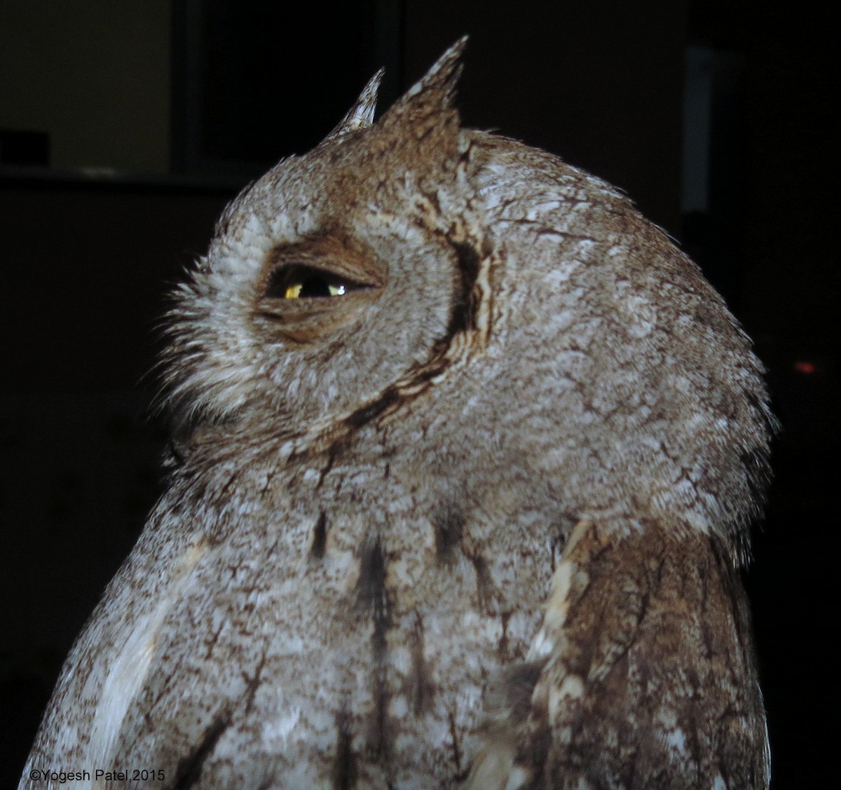 Eurasian Scops-Owl - Yogesh Patel