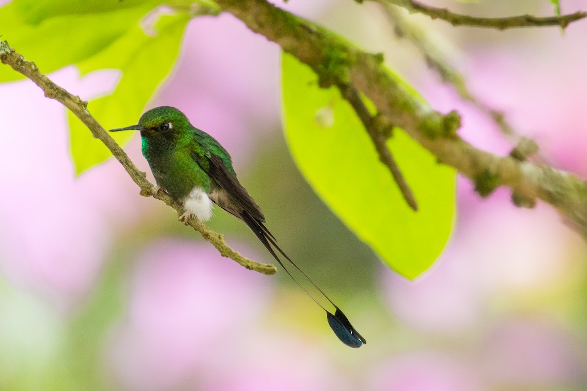 White-booted Racket-tail - John Reynolds