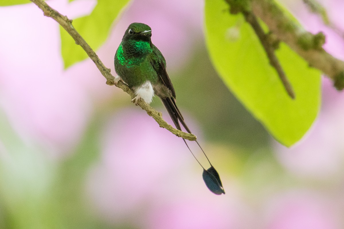 White-booted Racket-tail - ML127789771