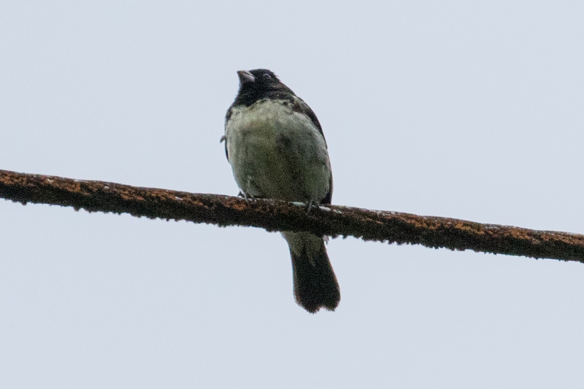 Variable Seedeater - ML127790161