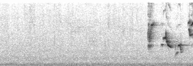 Turuncu Gagalı Bülbül Ardıcı [aurantiirostris grubu] - ML127792