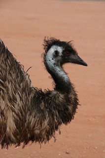 Emu, ML127796691