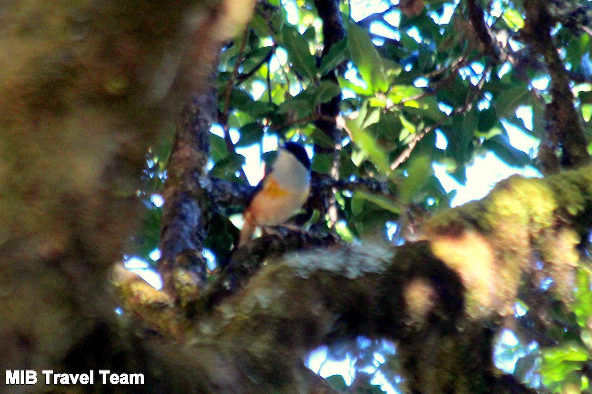 Black-headed Shrike-Babbler - Mandalay In Bloom (MIB) Travel Agency