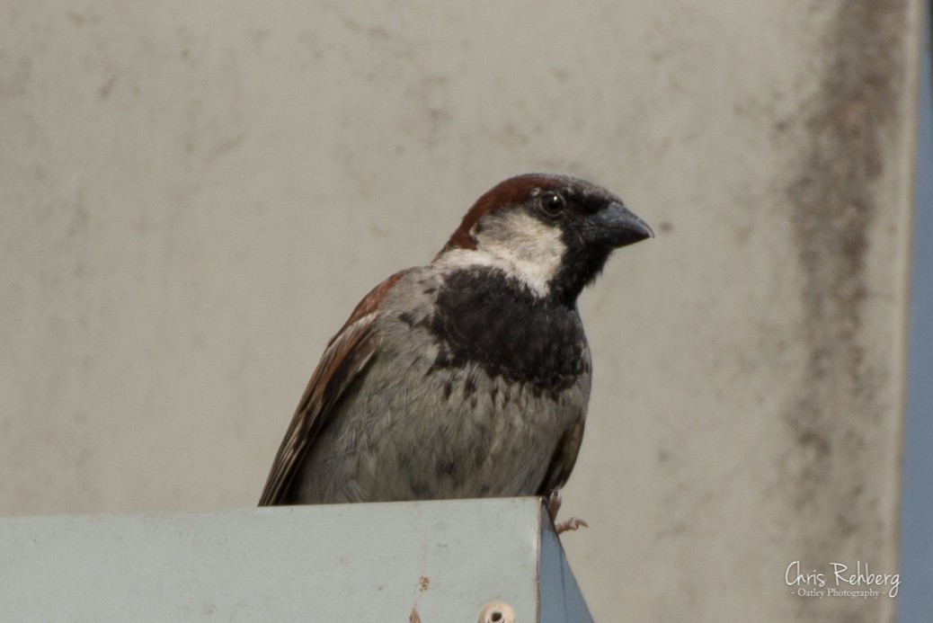 House Sparrow - Chris Rehberg  | Sydney Birding