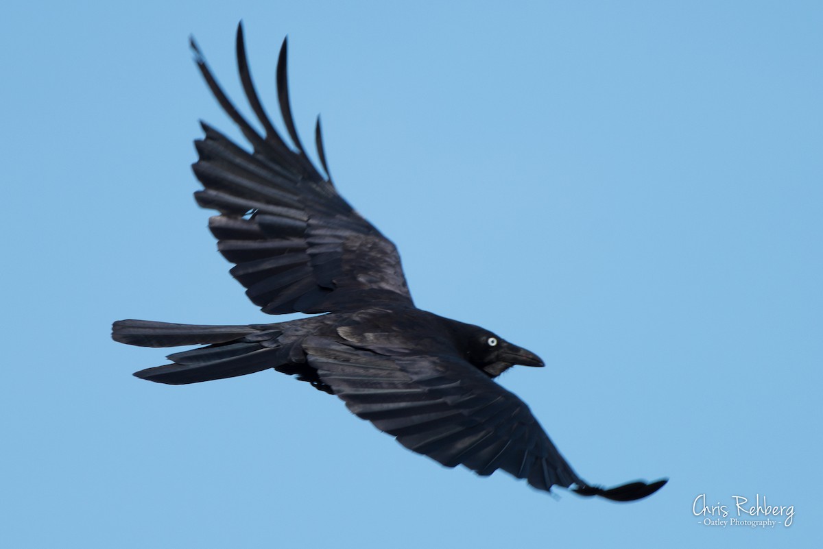 Australian Raven - Chris Rehberg  | Sydney Birding