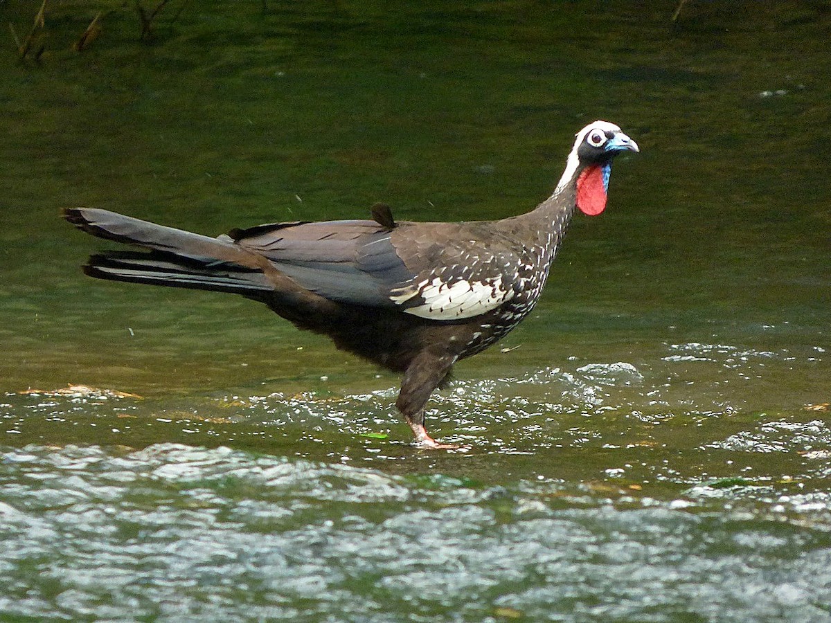 Black-fronted Piping-Guan - ML127799311