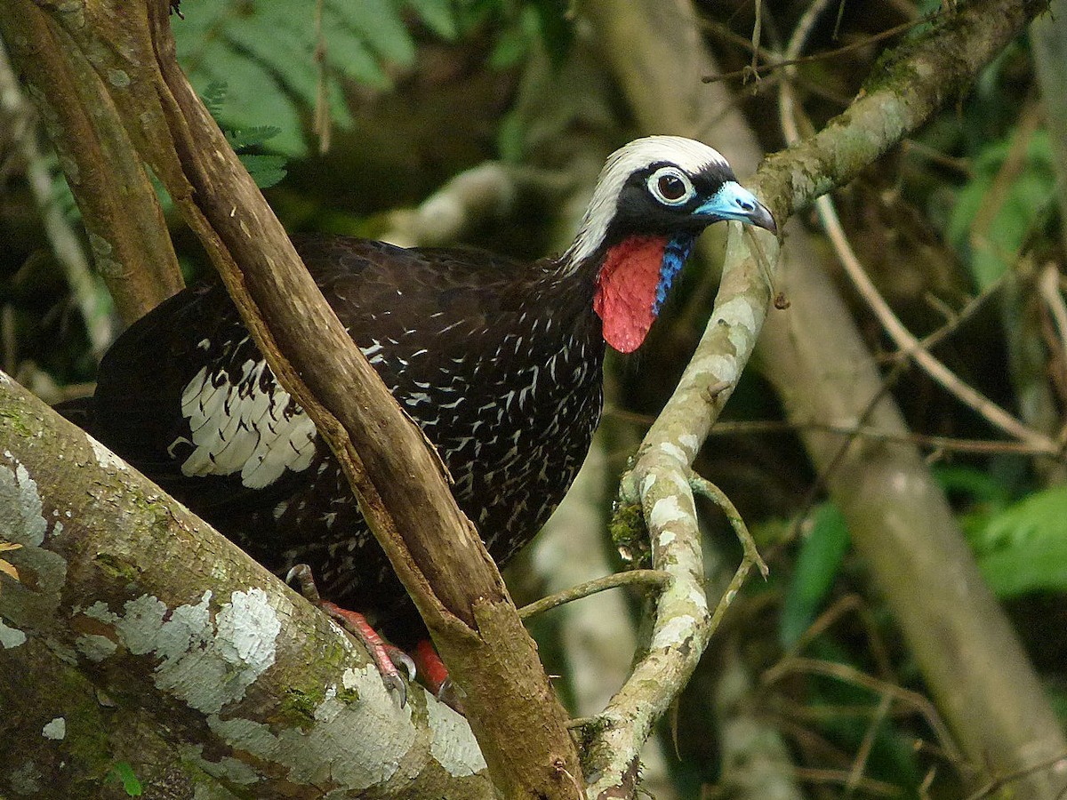 Black-fronted Piping-Guan - ML127799321