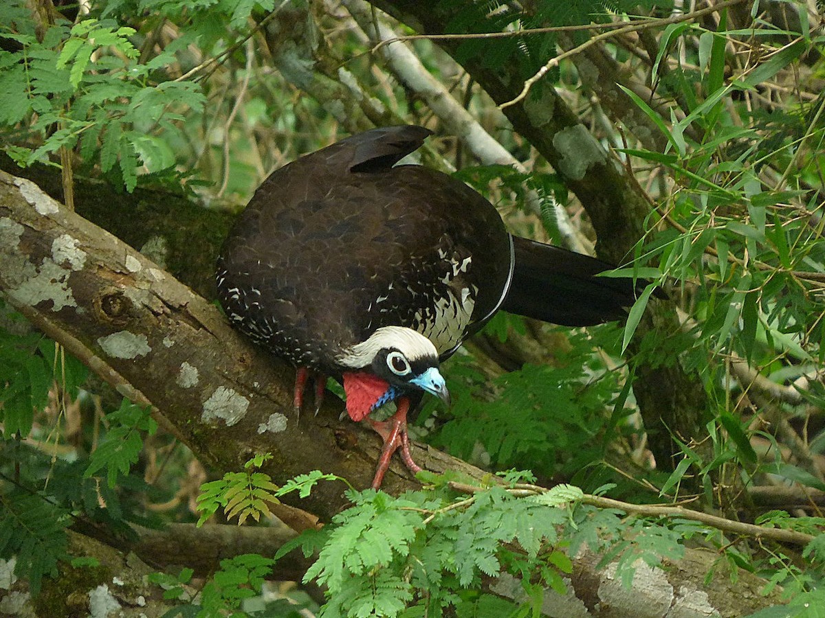 Black-fronted Piping-Guan - ML127799371