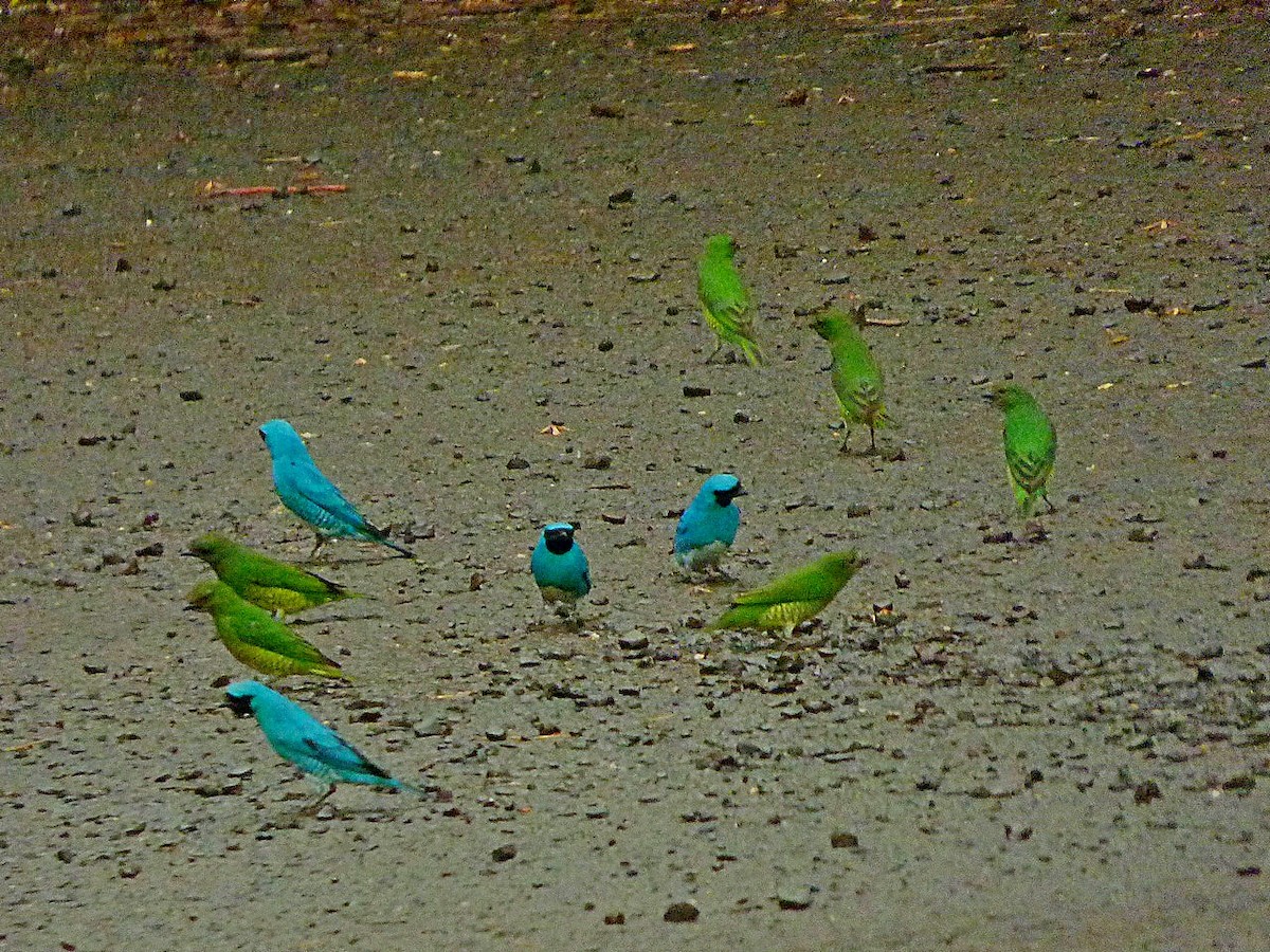 Swallow Tanager - ML127799561