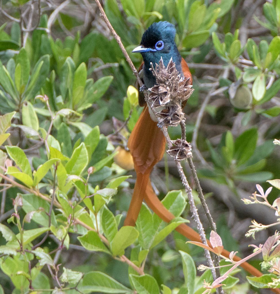 African Paradise-Flycatcher - Bruce Ward-Smith