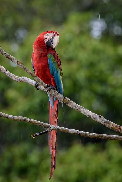 Red-and-green Macaw - ML127802151