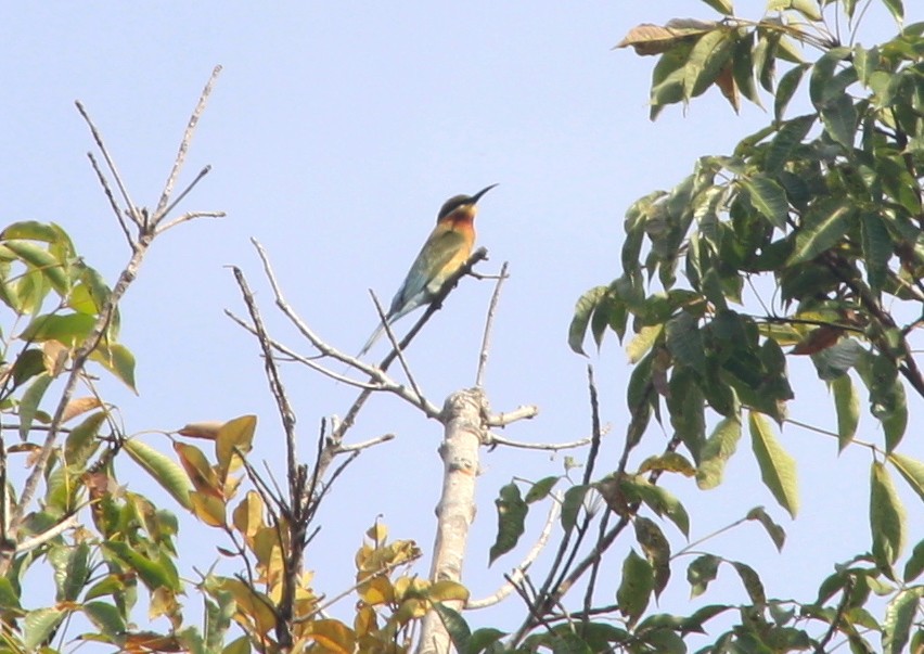 Blue-tailed Bee-eater - ML127804471