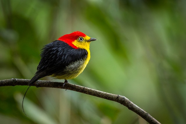 Wire-tailed Manakin - Carlos Goulart