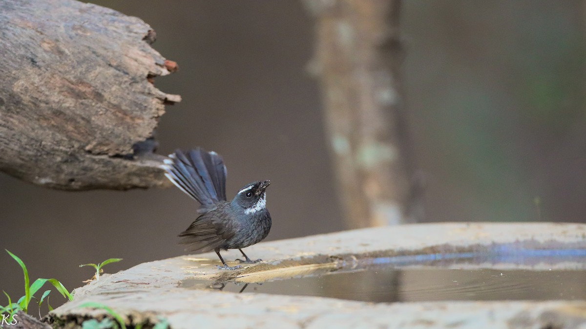 White-throated Fantail - ML127807761
