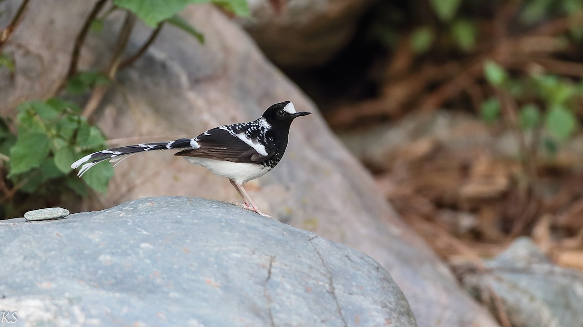 Spotted Forktail - ML127808771