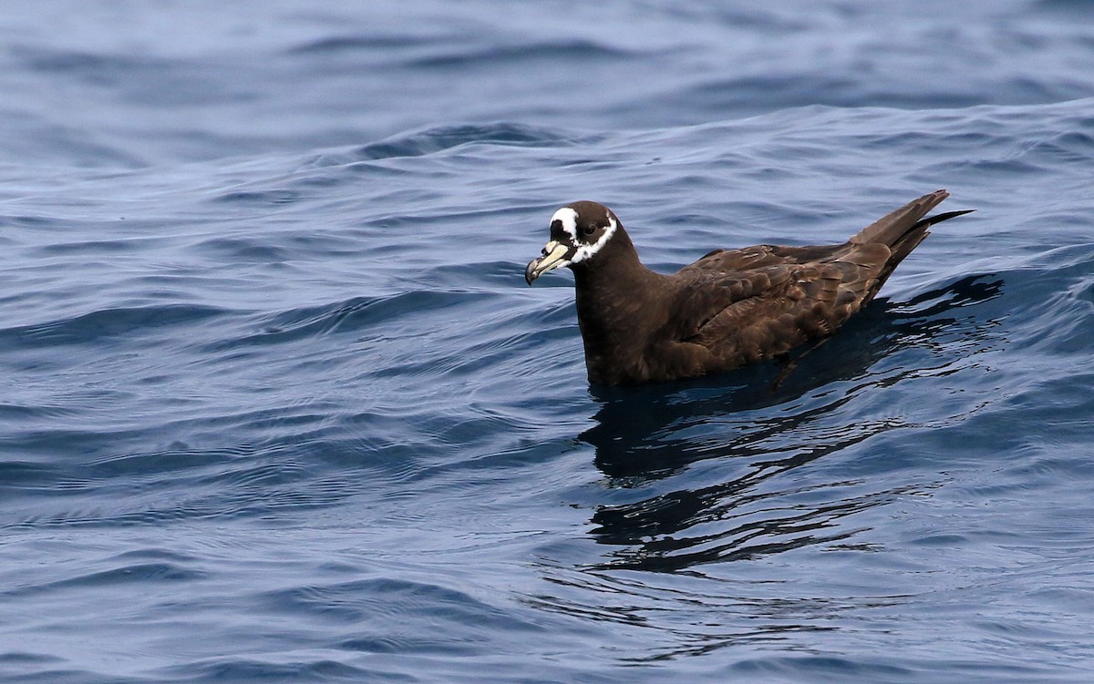 Spectacled Petrel - ML127811741