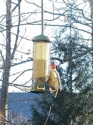 Red-bellied Woodpecker - Erik Jorgensen