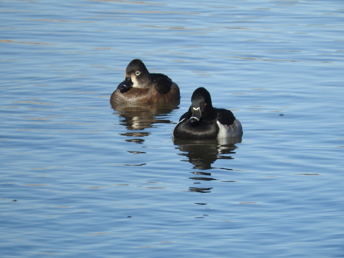 Ring-necked Duck - Aidan Coohill