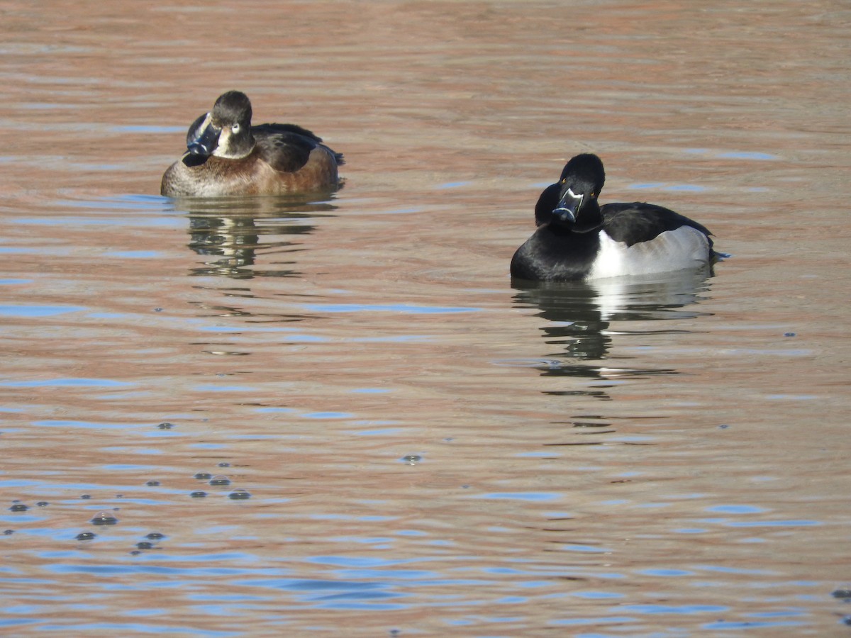 Ring-necked Duck - Aidan Coohill