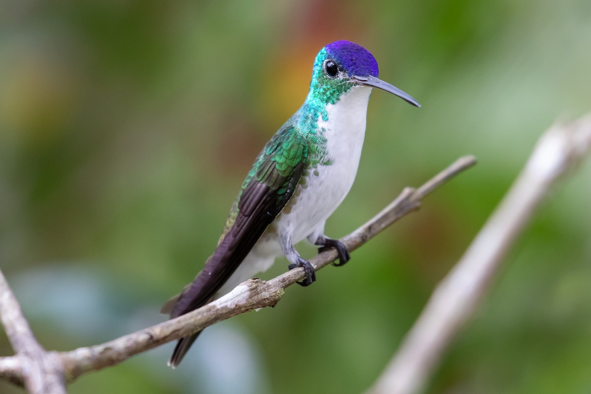 Andean Emerald - Chris S. Wood