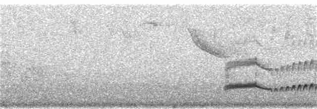 Темноголовый миарх (nigriceps/atriceps) - ML127815281