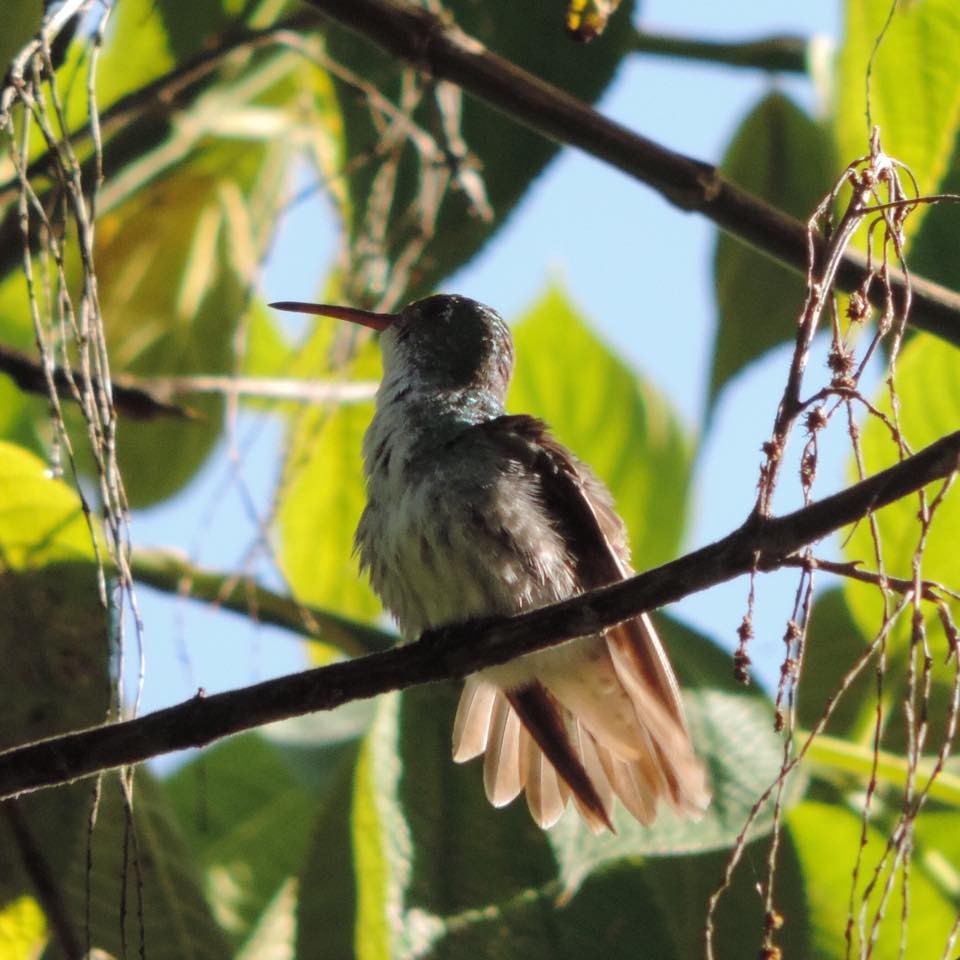 White-bellied Hummingbird - Luce Chamard