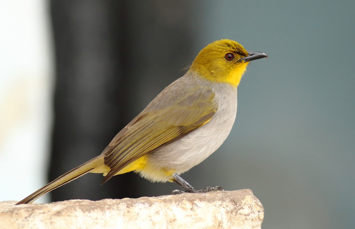 Yellow-throated Bulbul - Amarendra Konda