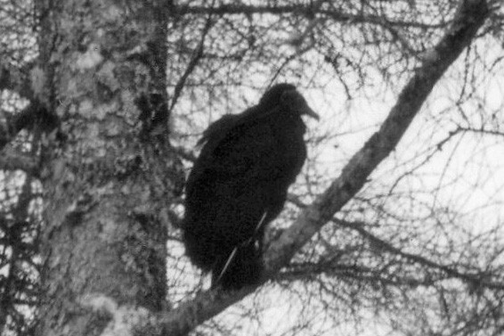 Black Vulture - Don MacNeill