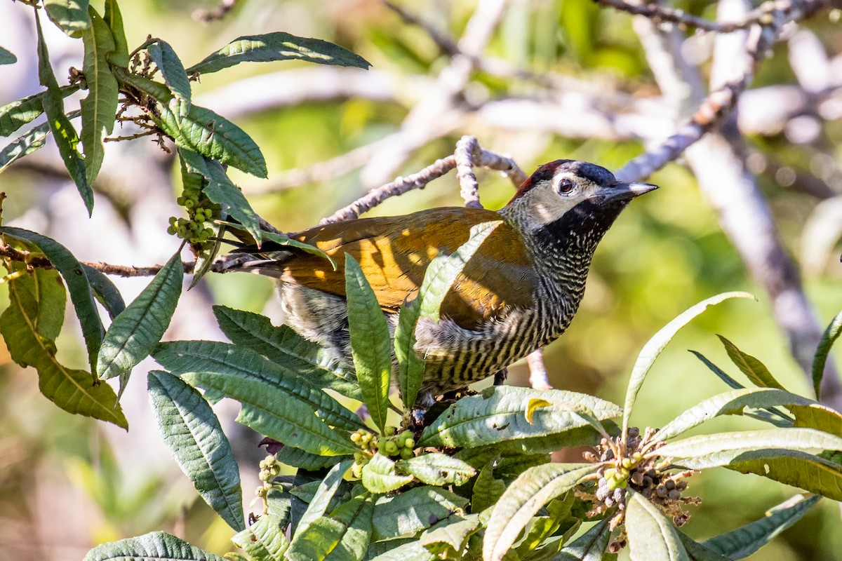 Golden-olive Woodpecker - Chris S. Wood