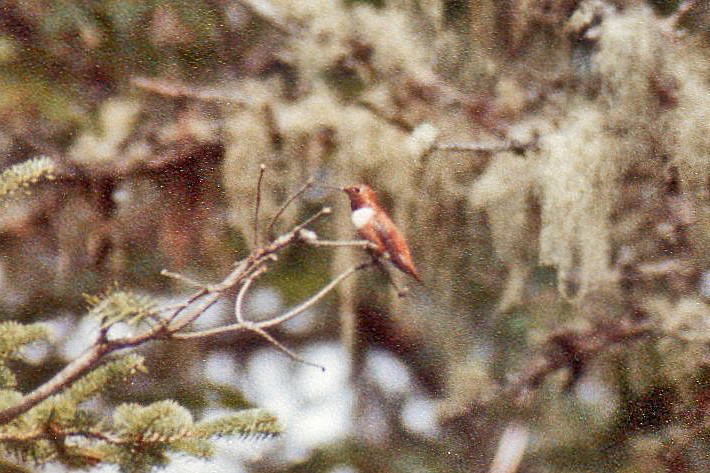 Rufous Hummingbird - CAROL MACNEILL