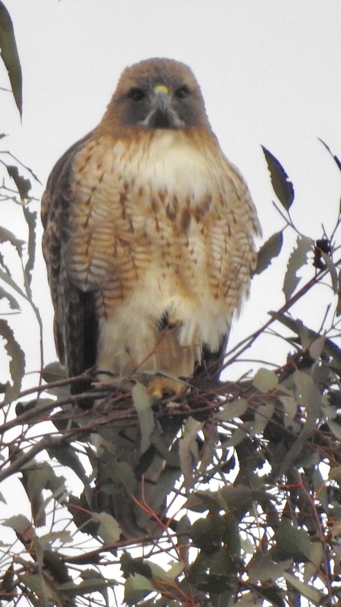 Red-tailed Hawk - ML127822581