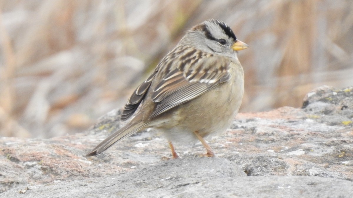 White-crowned Sparrow - ML127822931