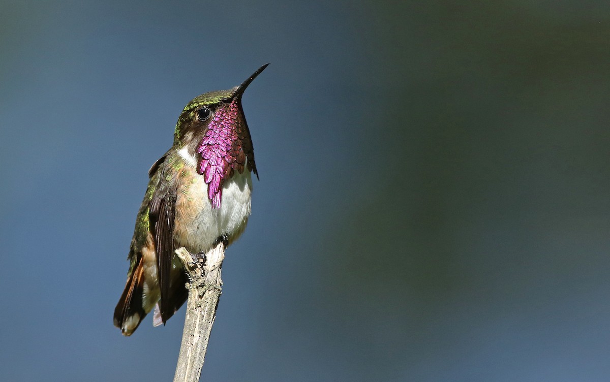 Wine-throated Hummingbird - ML127823271