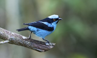  - Turquoise Dacnis