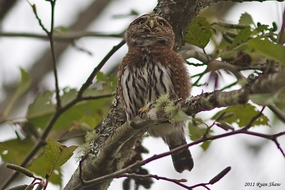 Northern Pygmy-Owl - ML127825451