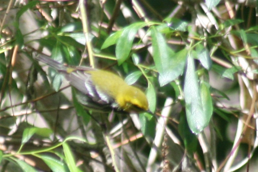 Black-throated Green Warbler - John Garrett