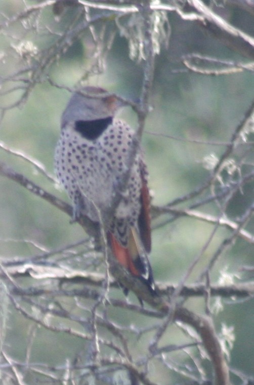 Northern Flicker (Yellow-shafted x Red-shafted) - ML127827701