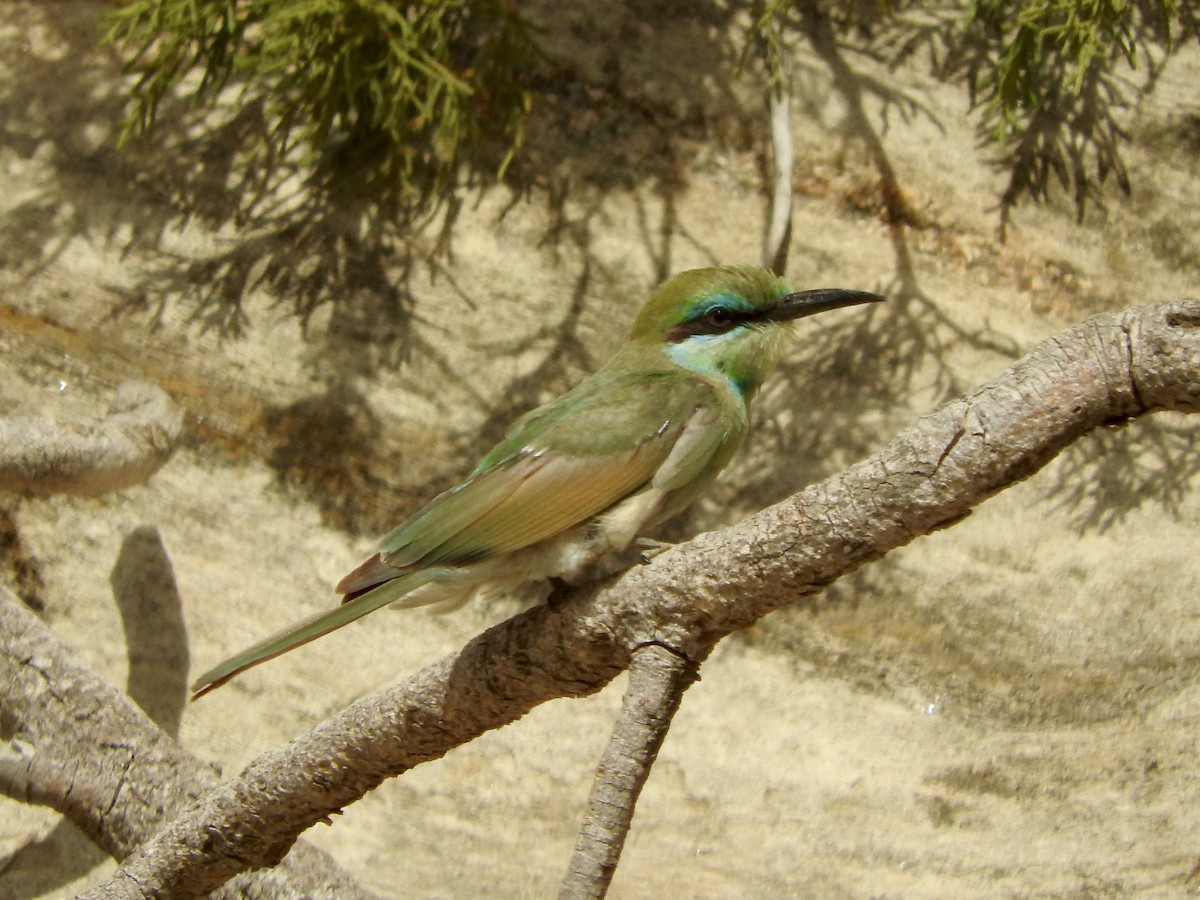 Arabian Green Bee-eater - ML127830331