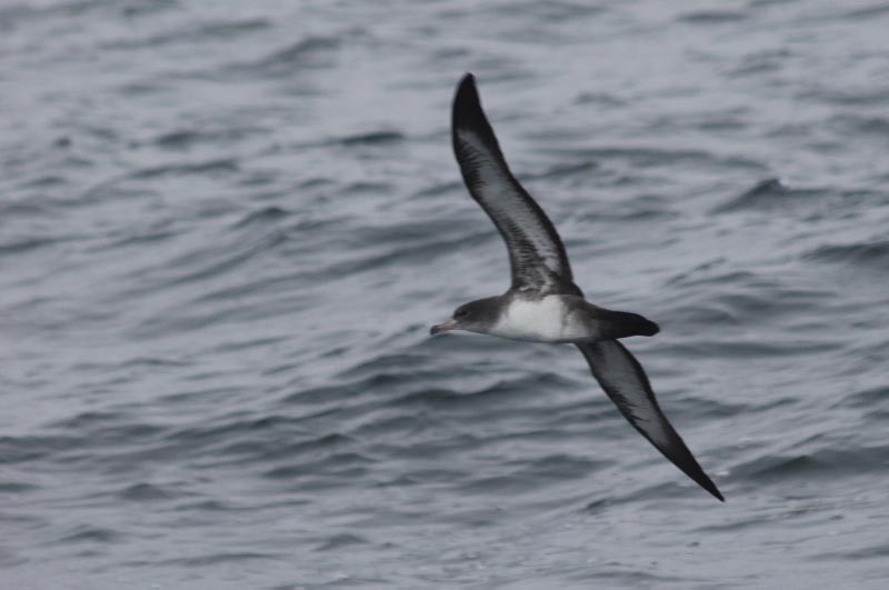 Pink-footed Shearwater - ML127831391