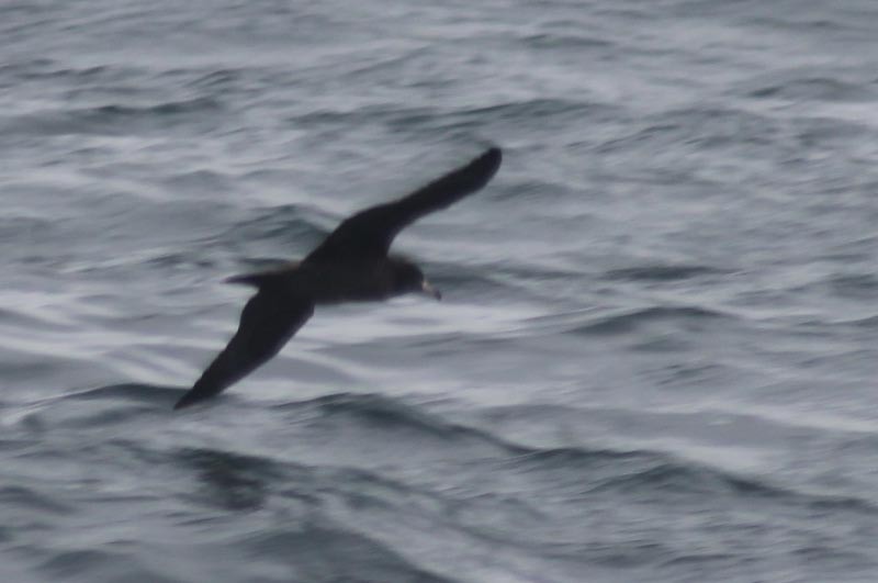 Flesh-footed Shearwater - ML127831441