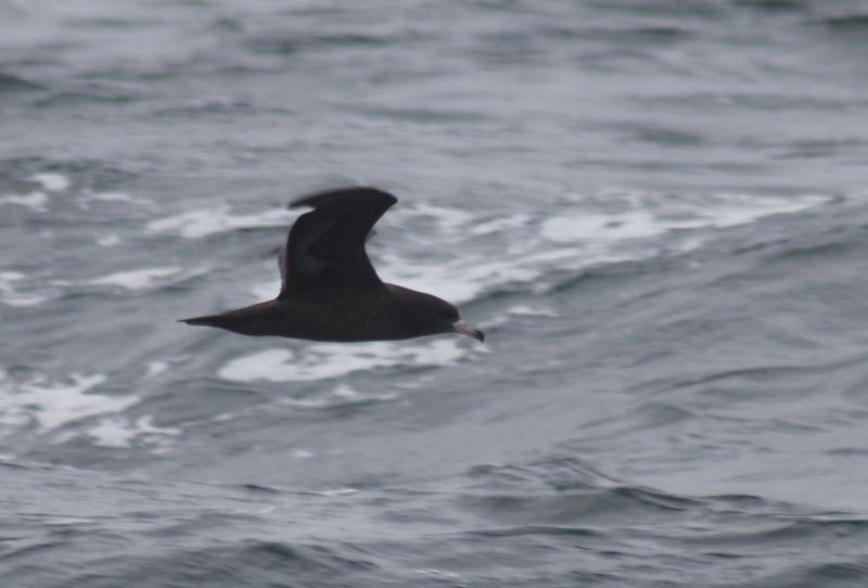 Flesh-footed Shearwater - ML127831481